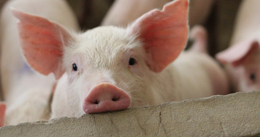 SC comemora abertura do mercado mexicano para carne suína do estado